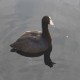Photo of American Coot