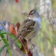 Photo of White-crowned Sparrow