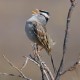 Photo of White-crowned Sparrow