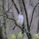 Photo of White-crowned Sparrow