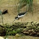 Photo of Black-necked Stilt