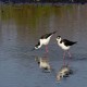 Photo of Black-necked Stilt