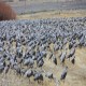 Photo of Sandhill Crane