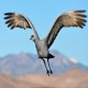 Photo of Sandhill Crane