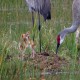 Photo of Sandhill Crane