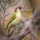 Photo of Green Woodpecker