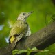 Photo of Green Woodpecker