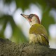 Photo of Green Woodpecker