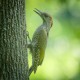 Photo of Green Woodpecker