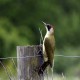Photo of Green Woodpecker