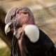 Photo of Andean Condor