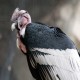 Photo of Andean Condor