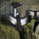 Photo of Andean Condor
