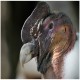 Photo of Andean Condor