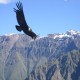 Photo of Andean Condor