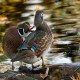 Photo of Wood Duck