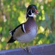 Photo of Wood Duck