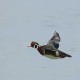 Photo of Wood Duck