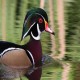 Photo of Wood Duck