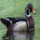 Photo of Wood Duck