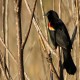 Photo of Red-winged Blackbird