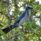 Photo of Florida Scrub-Jay