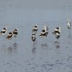 Photo of American Avocet