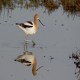 Photo of American Avocet