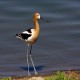 Photo of American Avocet
