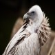 Photo of Cape Vulture