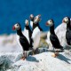 Photo of Atlantic Puffin