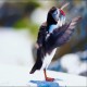 Photo of Atlantic Puffin