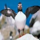 Photo of Atlantic Puffin