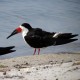 Photo of Black Skimmer