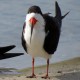 Photo of Black Skimmer