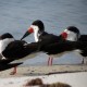 Photo of Black Skimmer