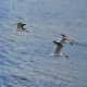 Photo of Black Skimmer