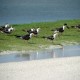 Photo of Black Skimmer