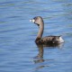Photo of Pied-billed Grebe