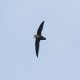 Photo of Chimney Swift