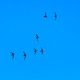 Photo of Chimney Swift
