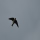 Photo of Chimney Swift
