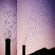 Photo of Chimney Swift