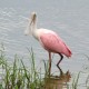 Photo of Roseate Spoonbill