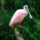 Photo of Roseate Spoonbill