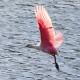 Photo of Roseate Spoonbill
