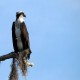 Photo of Osprey