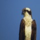 Photo of Osprey