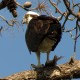Photo of Osprey