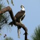 Photo of Osprey